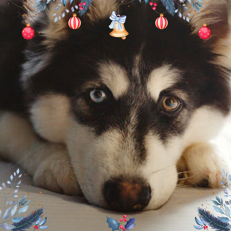 Esencia Patitas Navidad Para Difusor MEVA - MEVA.MX