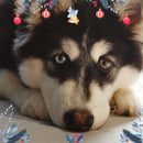 Esencias KIT PET FRIENDLY NAVIDAD, Para Difusor MEVA Kit de 5 frascos 5 ml - MEVA.MX