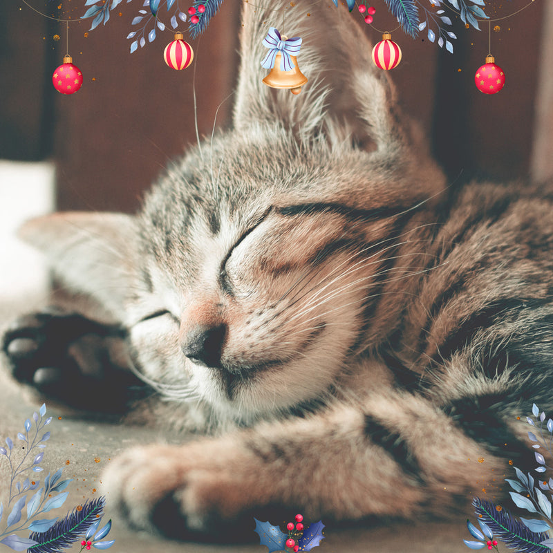 Esencia Bigotes Navidad Para Difusor MEVA - MEVA.MX