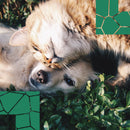 Esencias KIT PET FRIENDLY, Para Difusor MEVA Kit de 5 frascos 5 ml - MEVA.MX